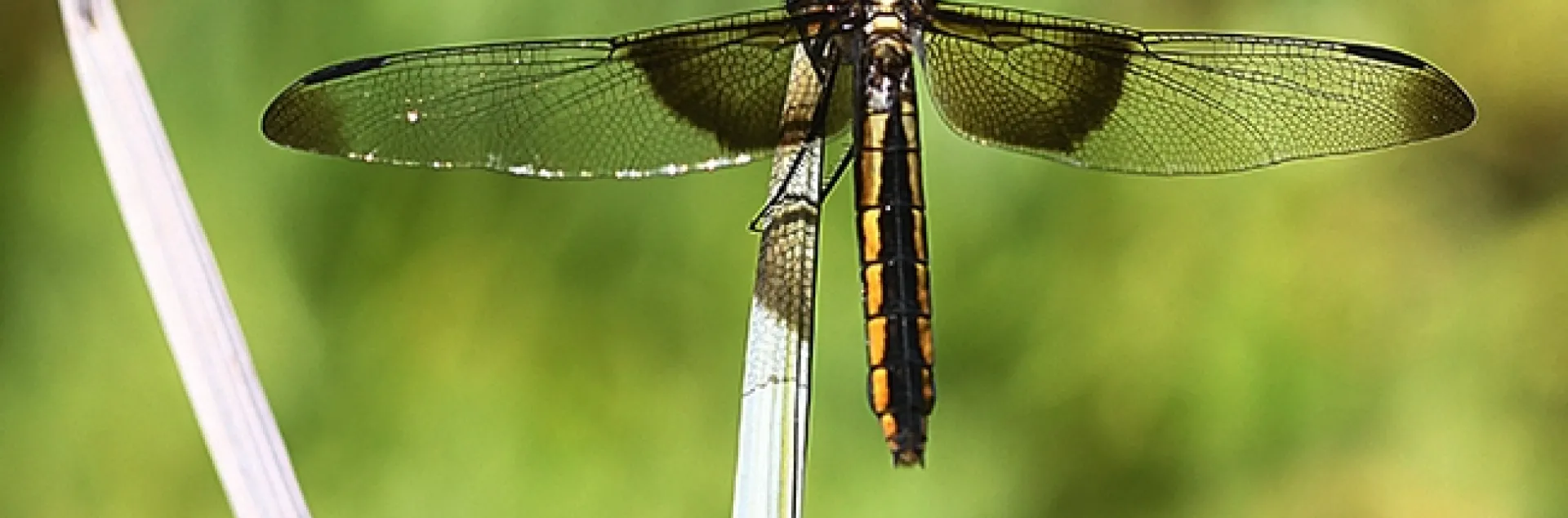 A female widow skimmer dragonfly (Libellula luctuosa) rests in the Ruth Risdon Storer Garden, UC Davis Arboretum and Public Garden. (Photo by Kathy Keatley Garvey)
