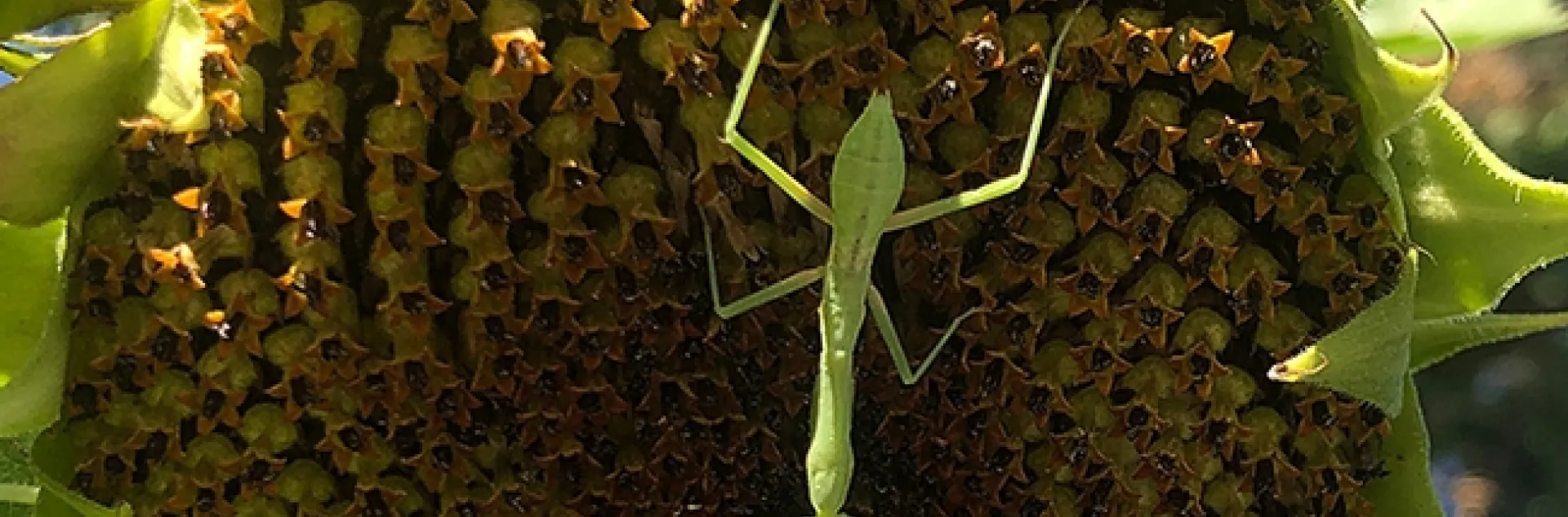 A praying mantis nymph, Stagmomantis limbata, spreads out across a sunflower blossom in Vacaville, Calif. (Photo by Kathy Keatley Garvey)