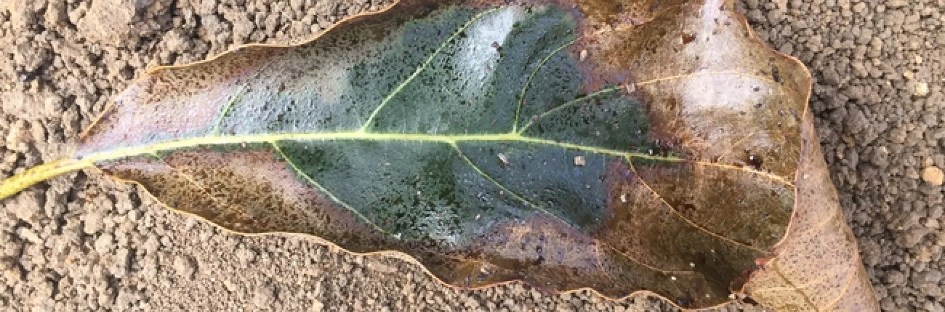 False Chinch Bug Leaf Feeding