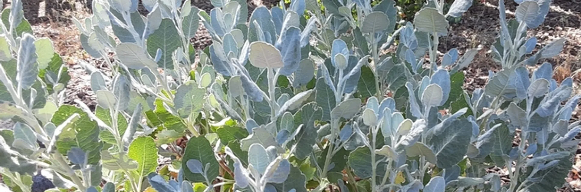 Giant buckwheat leaves are soft gray green, Laura Lukes
