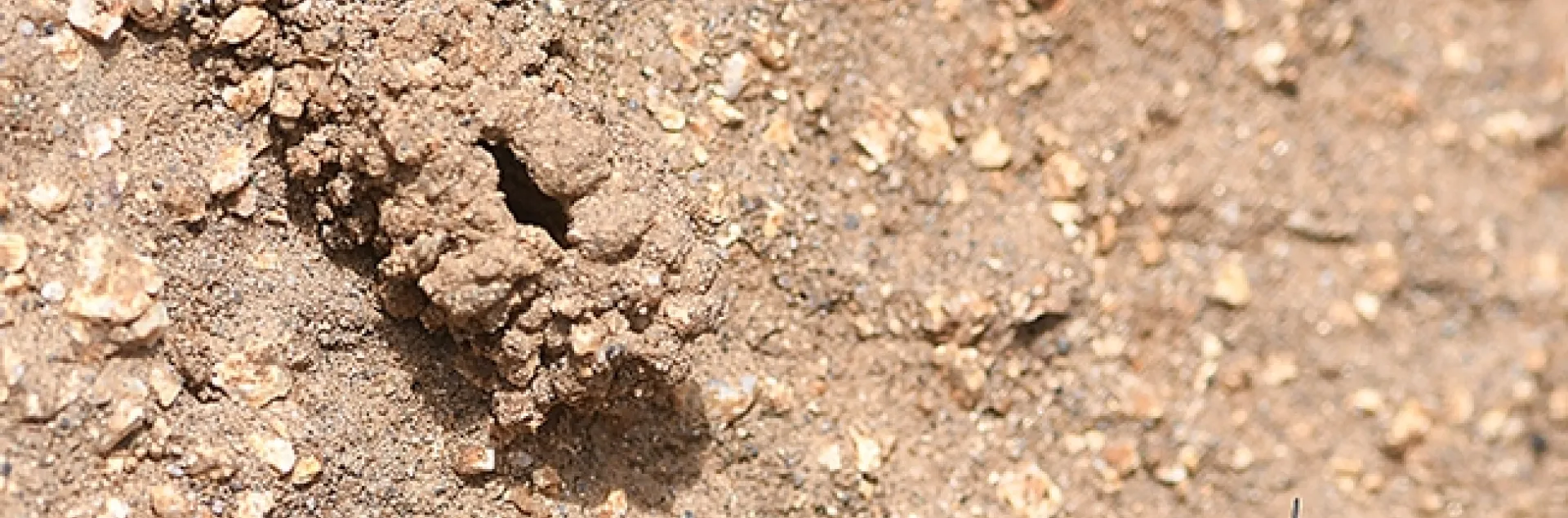 A digger bee, Anthophora bomboides stanfordiana, returning to her nest on the sand cliffs of Bodega Bay. (Photo by Kathy Keatley Garvey)