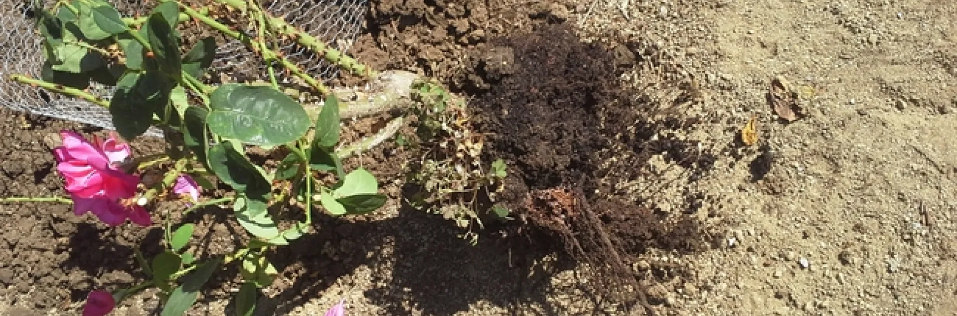 rose removed from soil