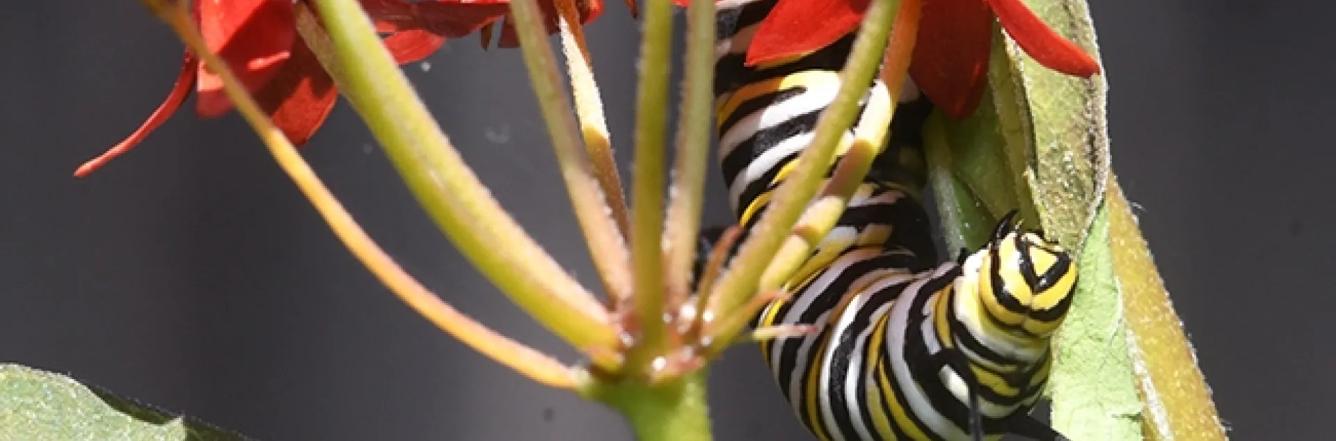 A monarch caterpillar feasting on a tropical milkweed, Asclepias curassavica, in Vacaville, Calif. (Photo by Kathy Keatley Garvey)