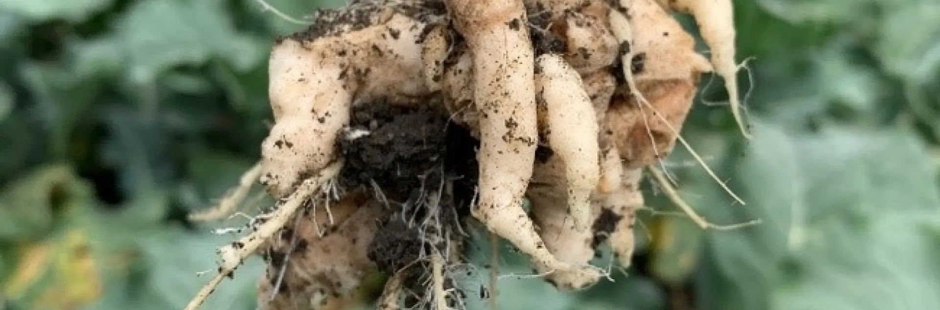 Photo 1. Typical clubbing of broccoli roots