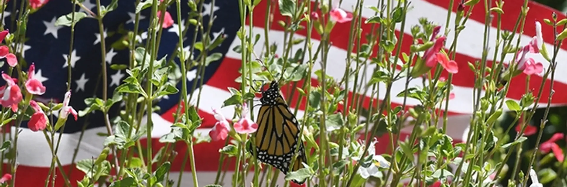 A monarch butterfly, Danaus plexippus, eclosed today (July 3) and is drying its wings on Hot Lips salvia, Salvia microphylla. (Photo by Kathy Keatley Garvey)