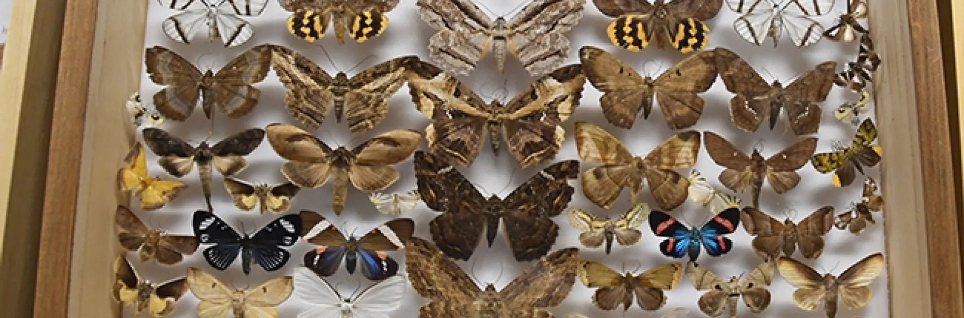 You will learn about amazing moths at the Bohart Museum of Entomology's Virtual Moth Open House from 1 to 2 p.m., Saturday, July 25. (Photo by Kathy Keatley Garvey)
