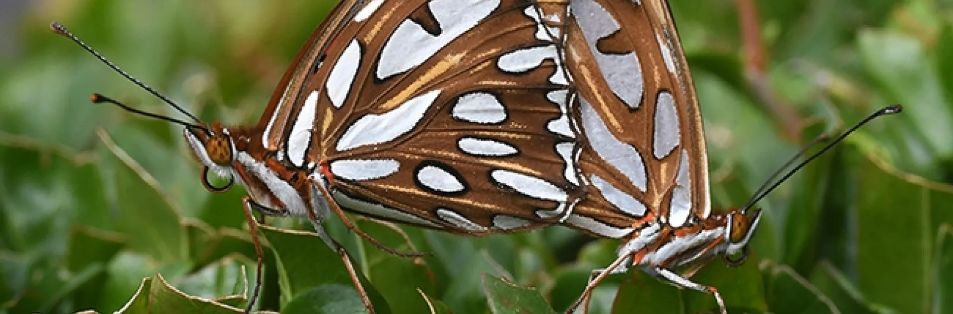 A pair of Gulf Fritillaries on a pomegranate tree. Lynn Kimsey, director of the Bohart Museum of Entomology, UC Davis, says she receives a number of calls about "two-headed butterflies." (Photo by Kathy Keatley Garvey)
