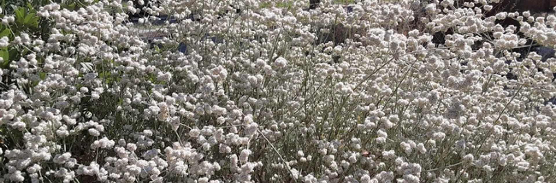 California buckwheat flowers sit atop slender, flexible stems, Laura Lukes