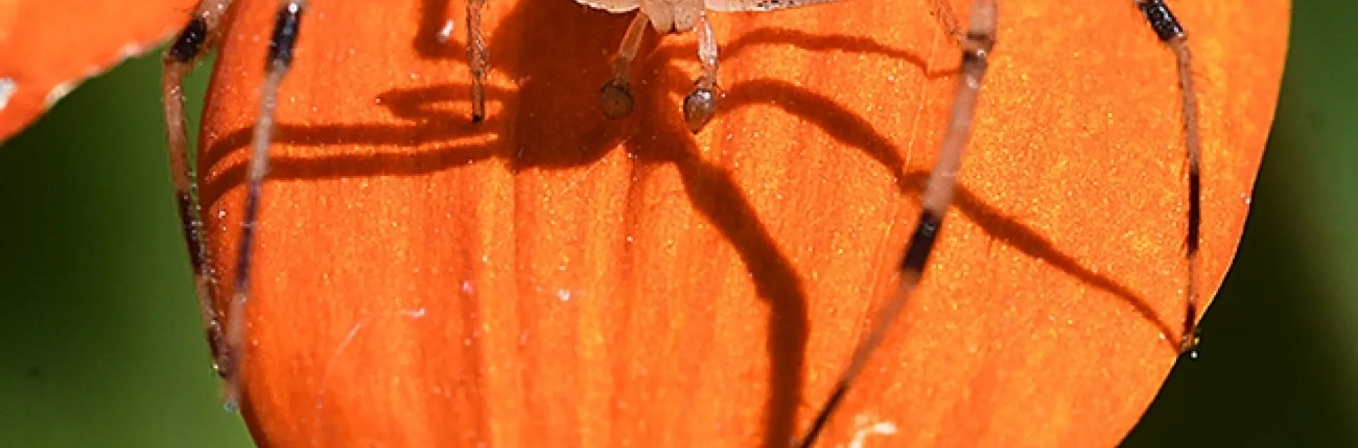 "Well, hello there!" A mature male crab spider, likely a Missumessus species (Thomisidae, crab spider) as identified by UC Davis Professor Jason Bond, peers at the camera from his Tithonia post. (Photo by Kathy Keatley Garvey)