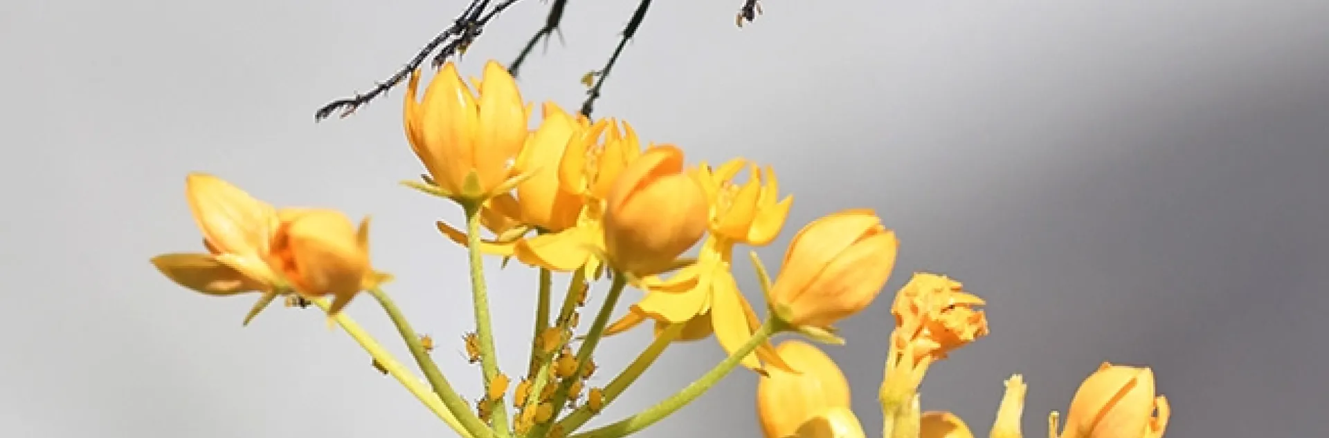 This wasp, a species of Podalonia, flies off a tropical milkweed at the UC Davis Arboretum and Public Garden with a load of pollinia, a packet of sticky golden pollen grains. (Photo by Kathy Keatley Garvey)