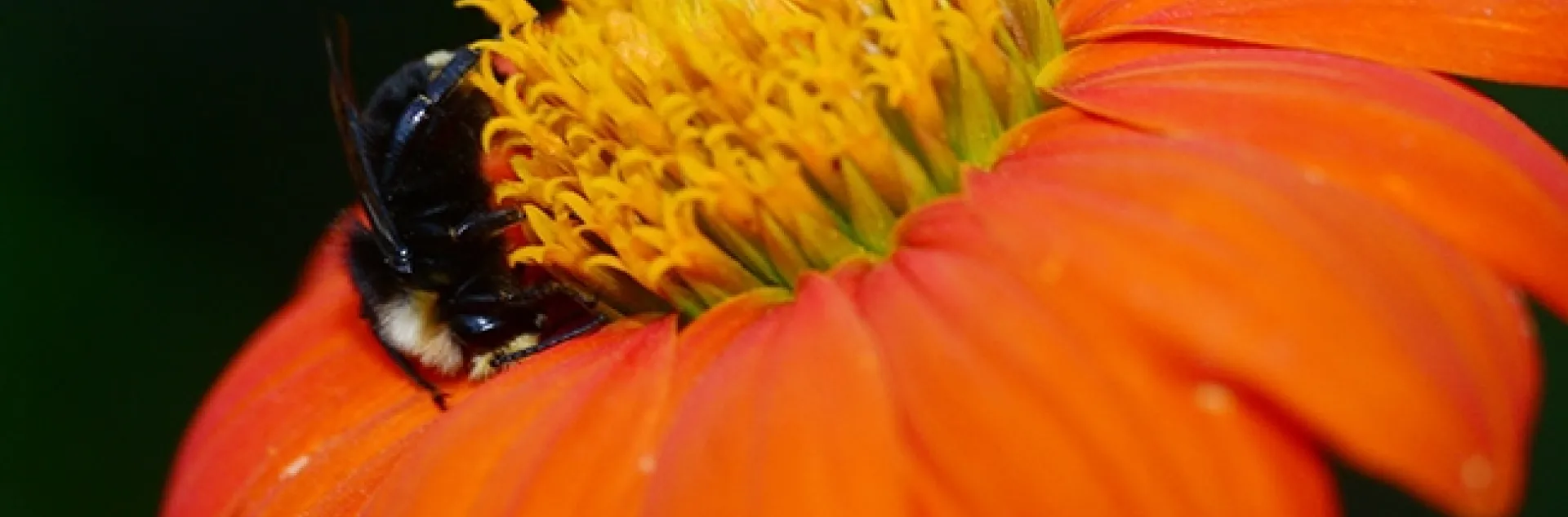 A male yellow-faced bumble bee, Bombus vosnesenskii, sleeps on a Mexican sunflower,Bombus Bombus vosnesenskii,in Vacaville,Calif. (Photo by Kathy Keatley Garvey)