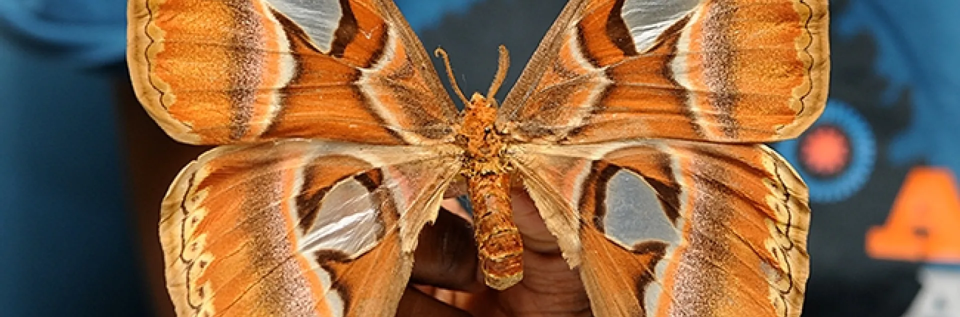 This is the Atlas moth, the largest moth in the world. (Photo by Kathy Keatley Garvey)