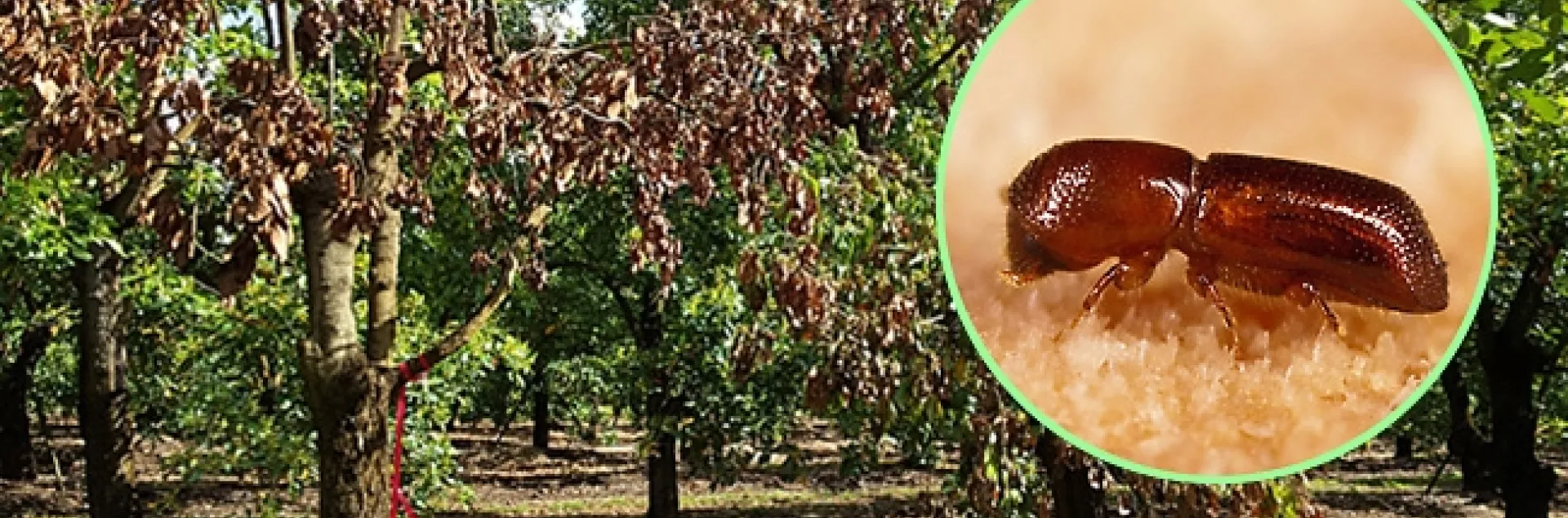 laurel-wilt-and-avocado-trees