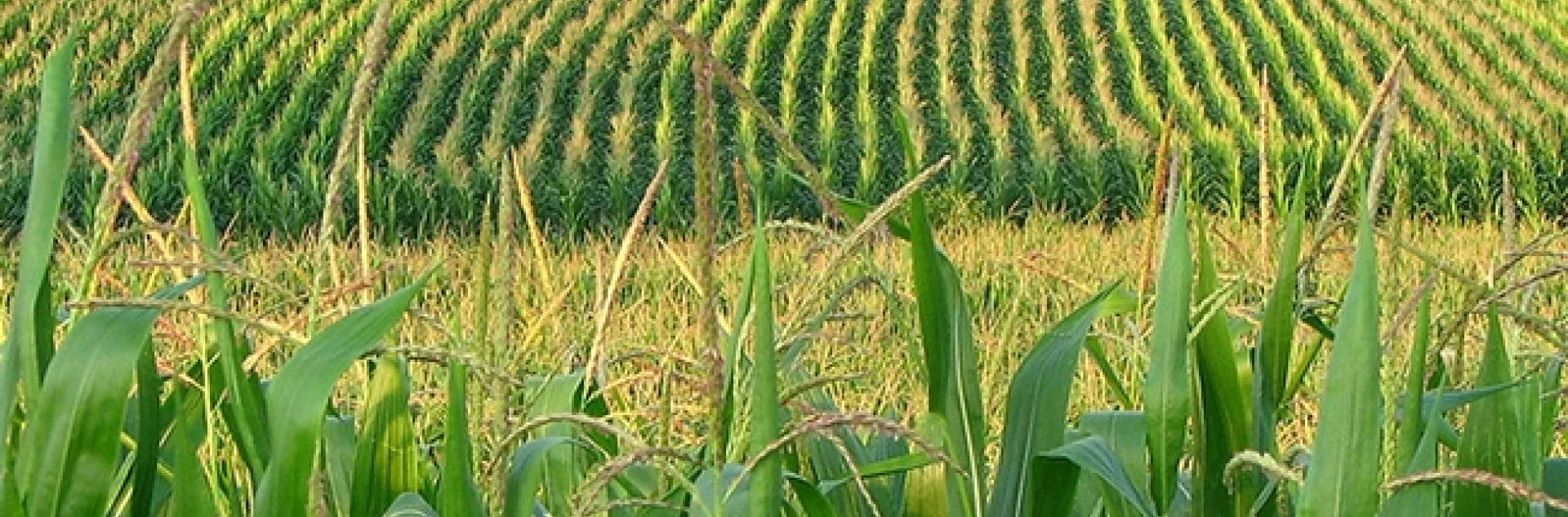 A cornfield in Franklin, Pa. (Photo by Fishhawk of Flickr, Creative Commons)