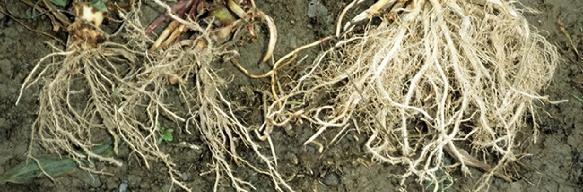 This image by Keith Waldron shows rootworm damage. The corn rootworm is a billion-dollar pest.