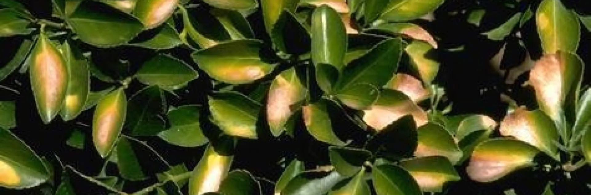 Sunburned leaves. (Jack Kelly Clark, UC IPM)