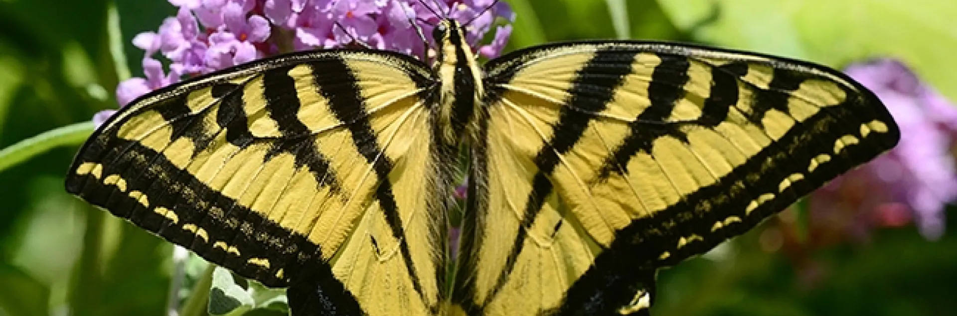 Western Tiger Swallowtail, Papilio rutulus, spreads its wings on a butterfly bush, Buddleia davidii. (Photo by Kathy Keatley Garvey)