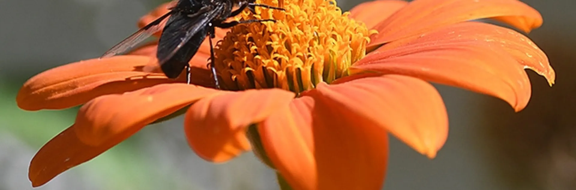 "Aah, nectar!" A Mexican cactus fly, Copestylum mexicanum, on a Mexican sunflower, Tithonia rotundifolia, in Vacaville. (Photo by Kathy Keatley Garvey)