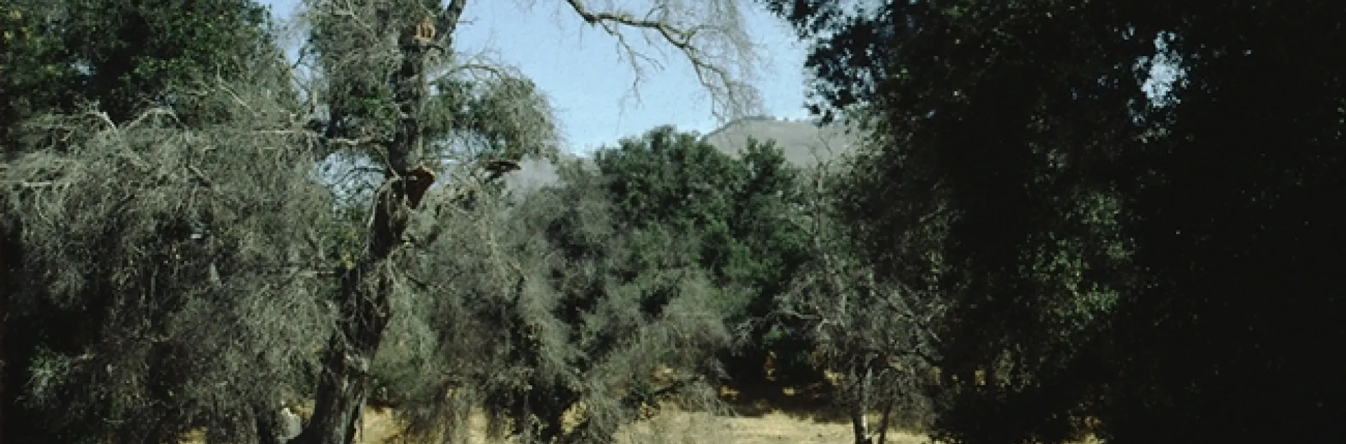 Tietje OakDrought 001