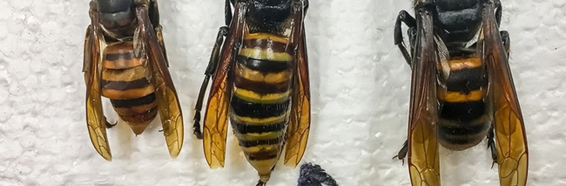 These Asian giant hornet images from the Washington State Department of Agriculture shows (from left), an example of a worker; the specimen collected July 14; an example of the queen.