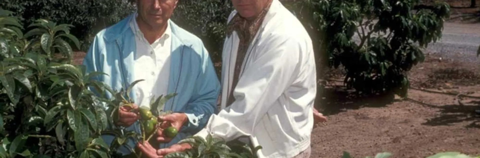 Grower Cliff Sponsell and George Goodall, right, at Sponsell Ranch in Santa Barbara, looking at Duke cutting replant in an avocado root rot grove in 1977.