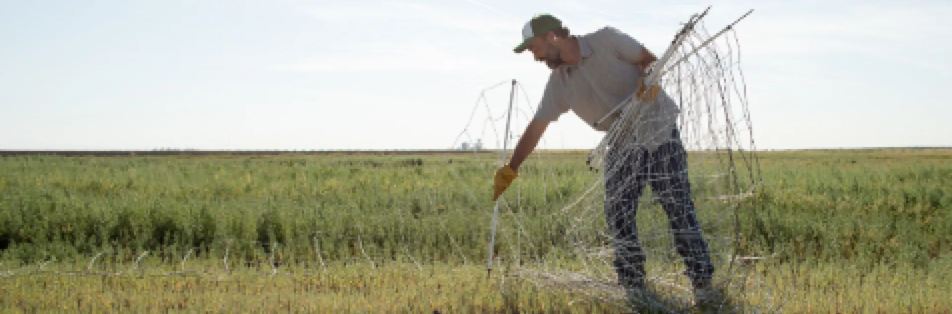 Nathanael puts up fencing for the sheep. Photo from https://fibershed.org/2019/09/04/california-cotton-fields-nathanael-siemens-on-a-10-acre-model-toward-regeneration/