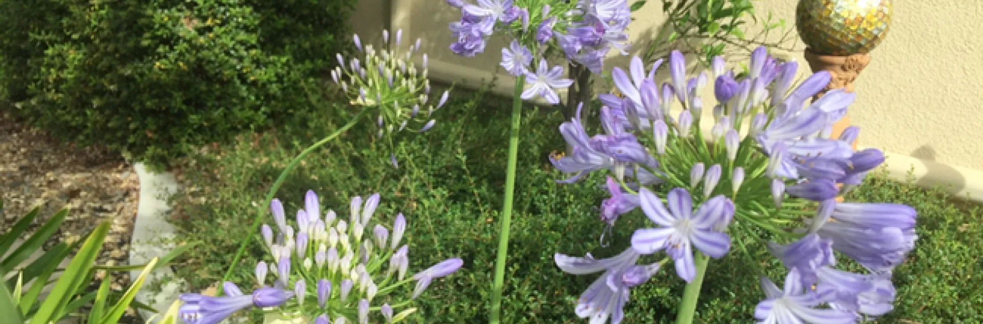 photos by David Bellamy