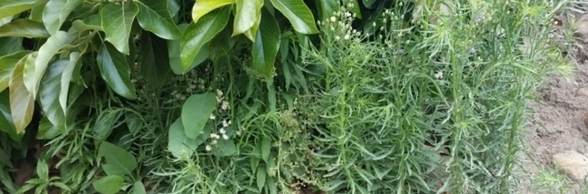 marestail and avocado