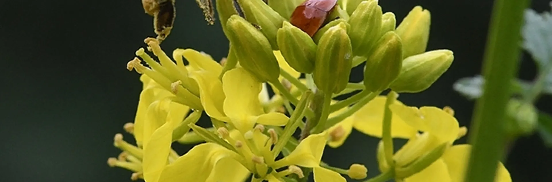 A honey bee encounters a lady beetle, aka ladybug, on mustard. (Photo by Kathy Keatley Garvey)