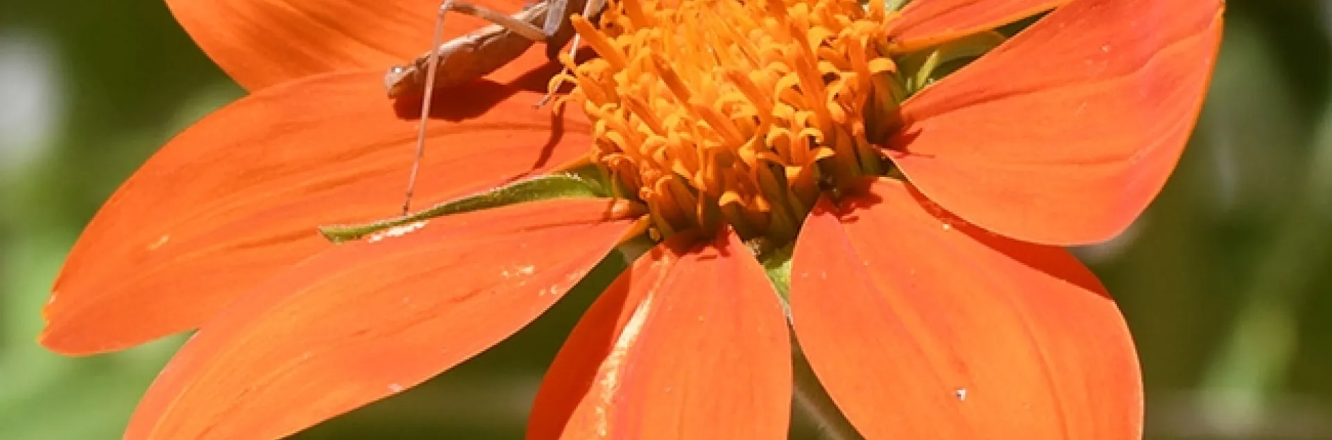 Occupied! A praying mantis, a female Stagmomantis limbata occupies a Mexican sunflower, Tithonia rotundifolia. (Photo by Kathy Keatley Garvey)