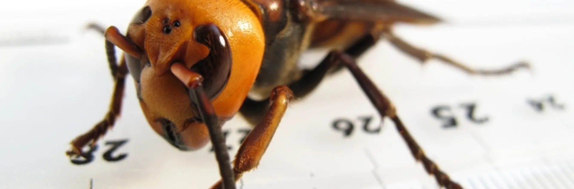 This is a female Vespa mandarinia japonica by Yasunori Koide. (Creative Commons photo)