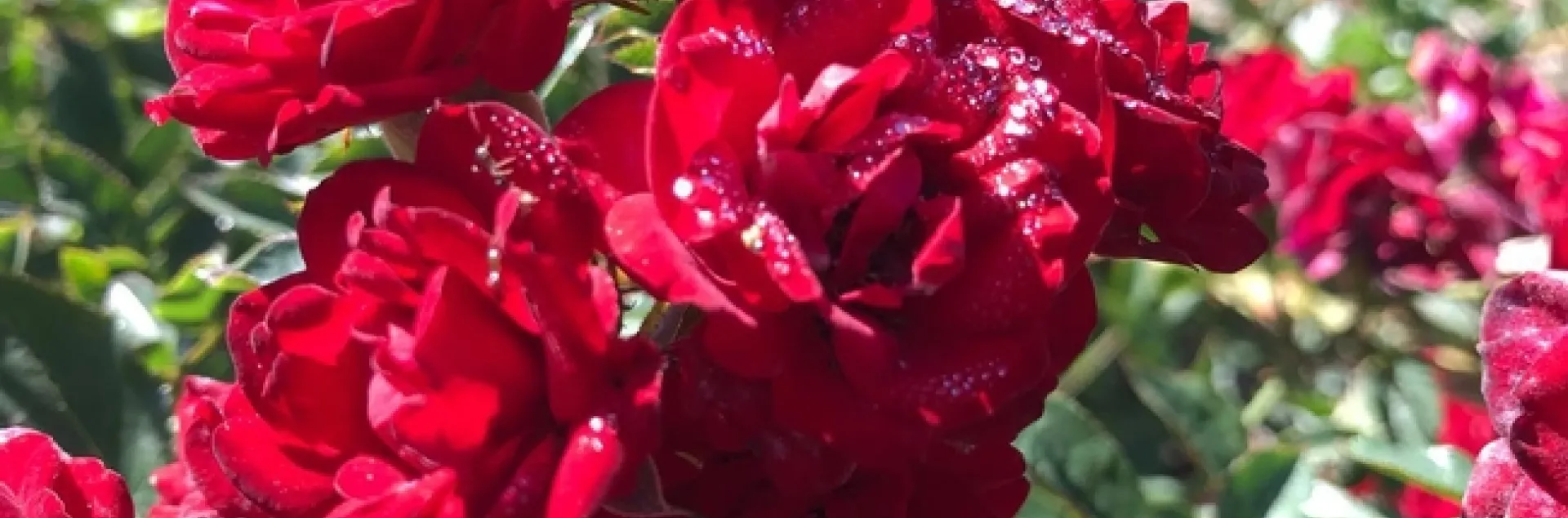 One of the beautiful red roses being evaluated.