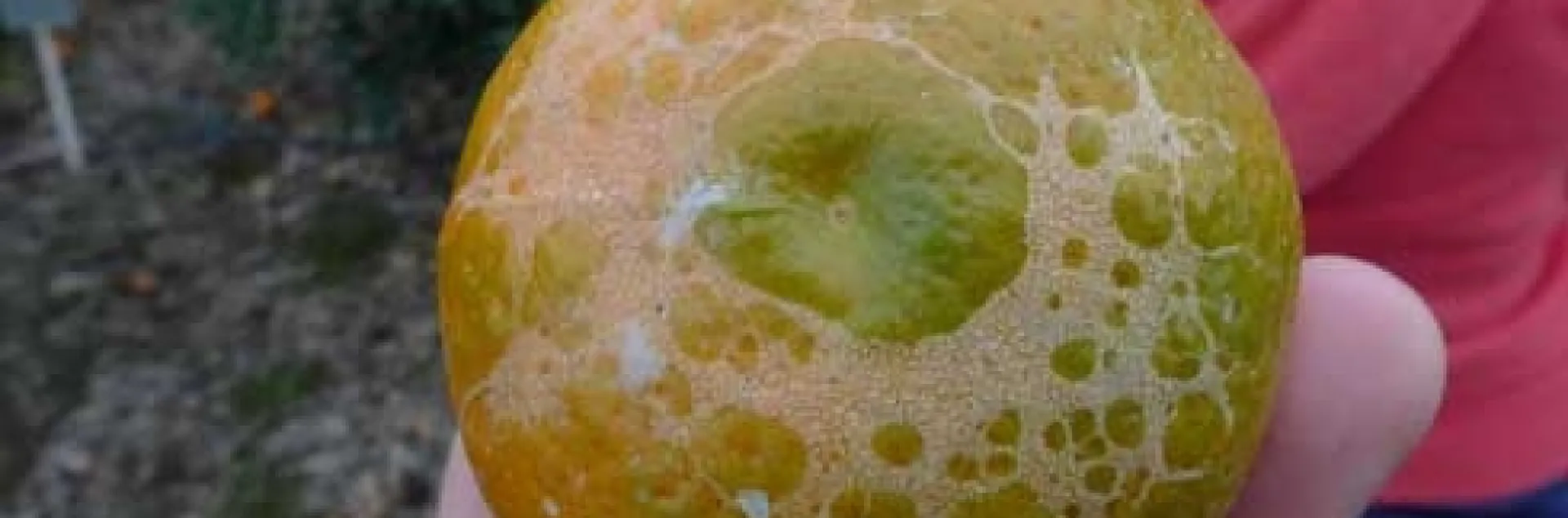 citrus trhips scarring to mandarin