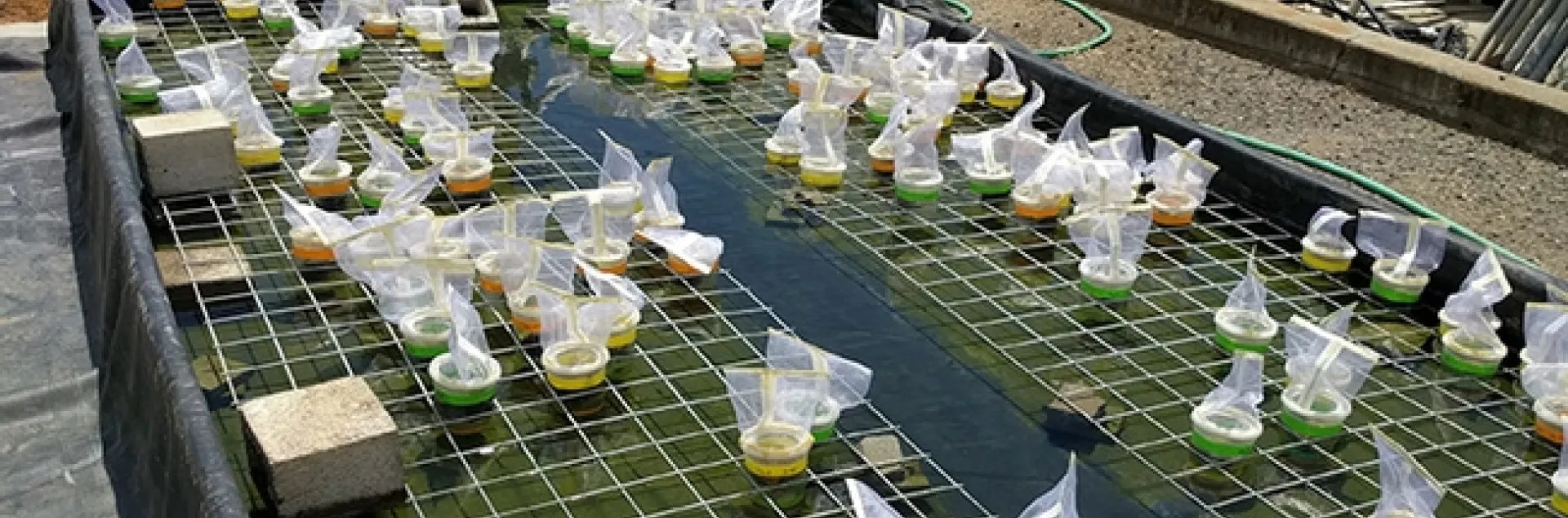 A giant water bath housed Emily Bick's UC Davis research project on water hyacinth and its biological control agent, Neochetina bruchi. It was built by colleagues Danny Klittich and Bob Starnes.