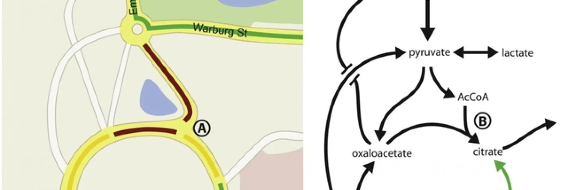 road map of hlb metabolism