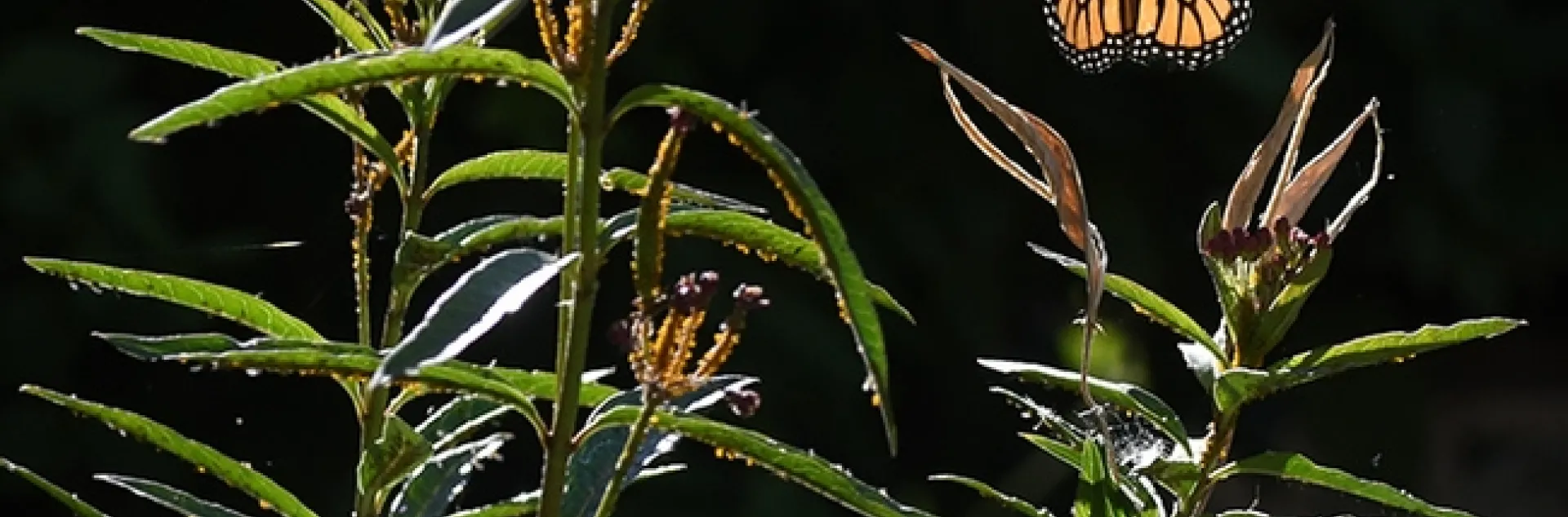 A monarch butterfly, looking like a stained glass window, rises from a tropical milkweed, Asclepias curassavica, on Aug. 7 in Vacaville, Calif. (Photo by Kathy Keatley Garvey)