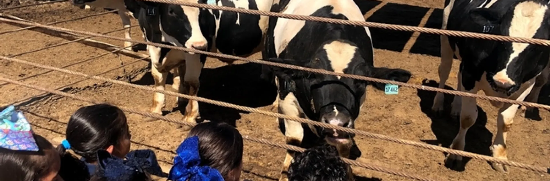 Students visiting the feedlot during a school field trip