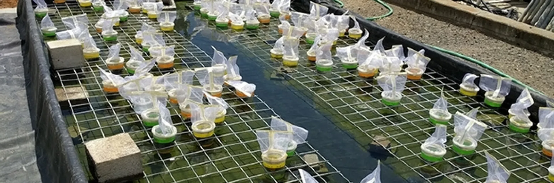 This is the giant water bath created from a leftover evaporative cooler from the Michael Parrella lab.