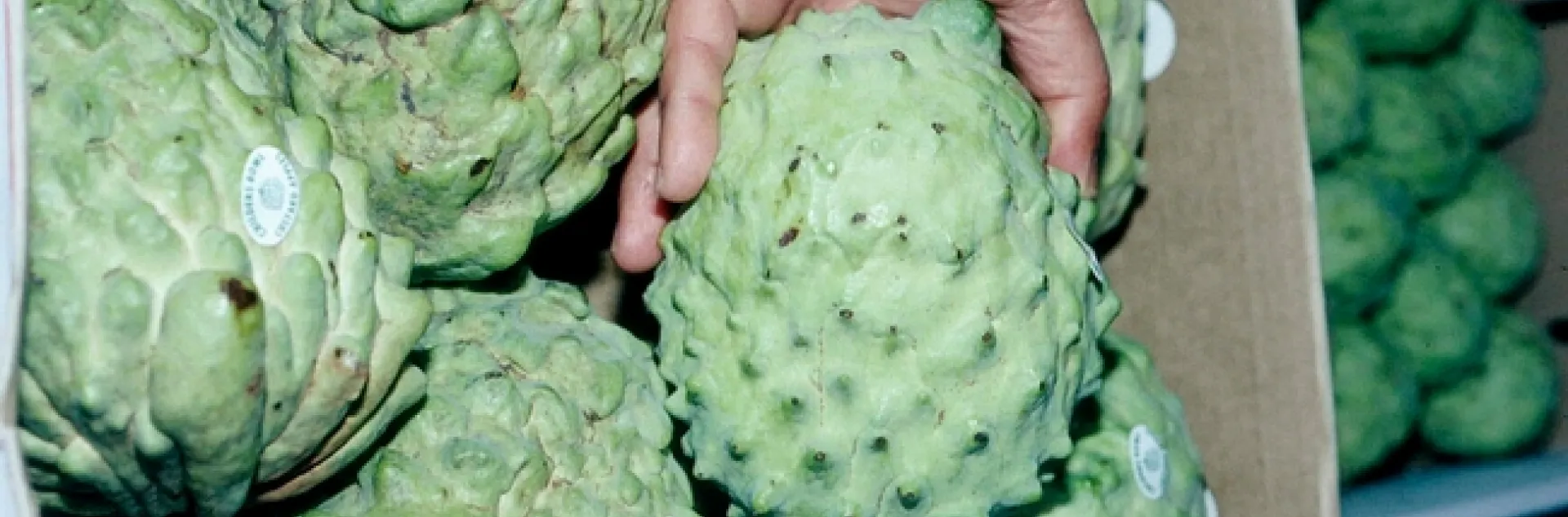 Cherimoya is among the specialty crops now eligible for the USDA Coronavirus Food Assistance Program.