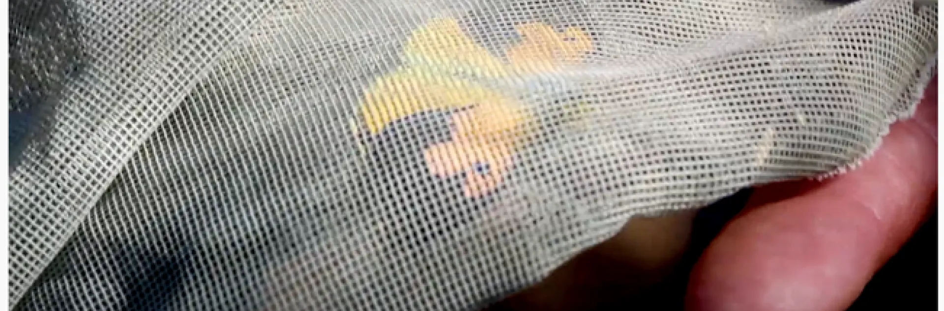 This is a screen shot from the Placer Land Trust (PLT) video on the California state insect. Bohart Museum associate and PLT guide Greg Kareofelas had just netted the butterfly in a display-and-release activity.