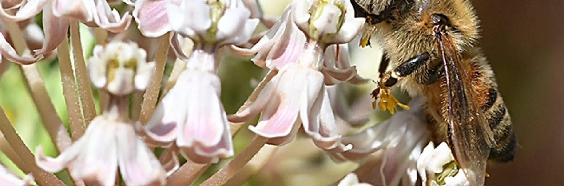 A honey bee stuck in milkweed pollinia. This plant is the narrowleaf milkweed,Asclepias fascicularis. (Photo by Kathy Keatley Garvey)