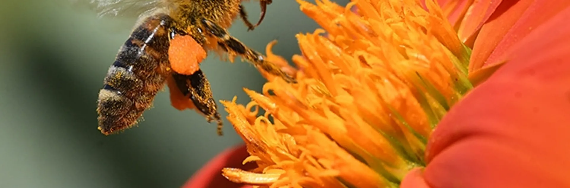 A honey bee foraging on a Mexican sunflower (Tithonia) has almost reaching its loading limit. (Photo by Kathy Keatley Garvey)