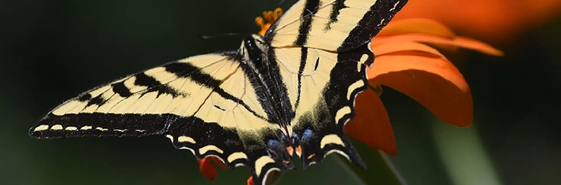 A Western tiger swallowtail, Papilo rutulus, lands on a Mexican sunflower, Tithonia rotundifolia. (Photo by Kathy Keatley Garvey)