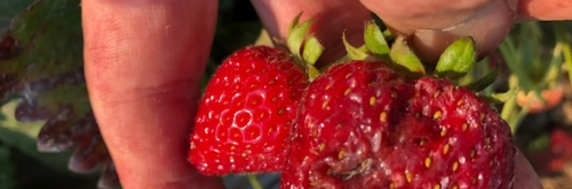 Softened fruit by heat has rendered it susceptible to vinegar flies, of which a maggot is clearly visible.