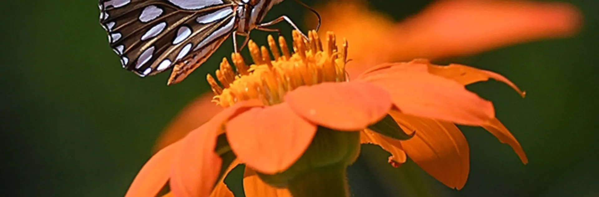 A Gulf Fritillary butterfly, Agraulis vanillae, nectaring on a Mexican sunflower, Tithonia rotundifolia, in Vacaville, Calif. (Photo by Kathy Keatley Garvey)