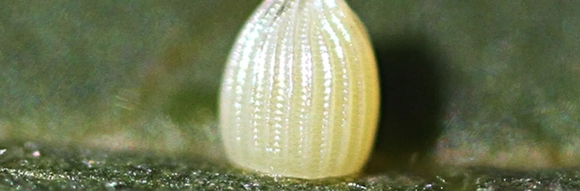 A monarch egg. Soon it will hatch. (Photo by Kathy Keatley Garvey)