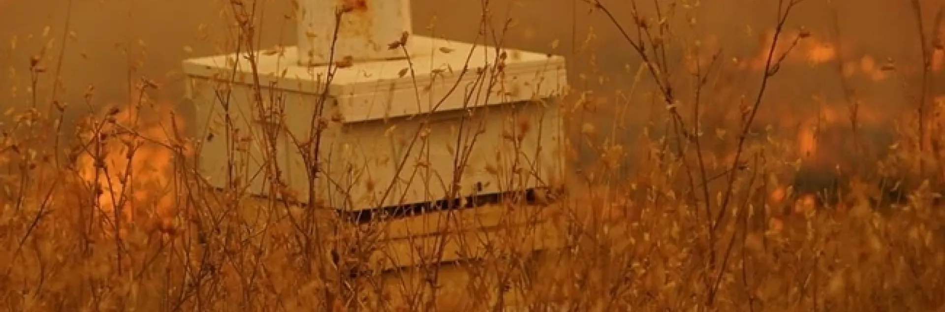Fire rages towards Clay's Bees during the Vacaville Fire. (Image courtesy of Paul Kuroda, used with permission)