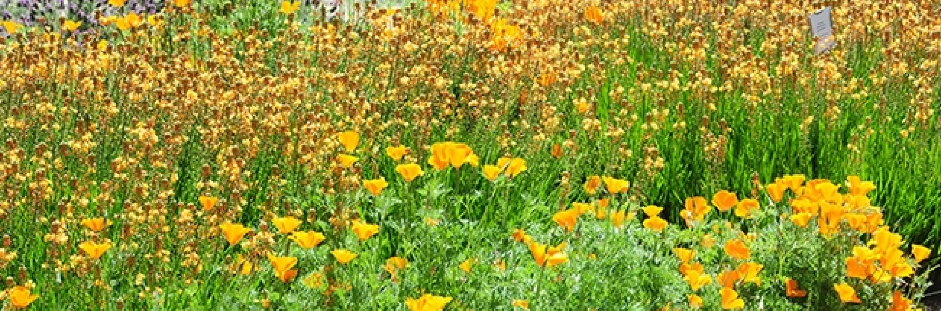 Honey is the soul of a field of flowers. This image was taken at April 2017 in a field on Bee Biology Road, University of California, Davis. (Photo by Kathy Keatley Garvey)
