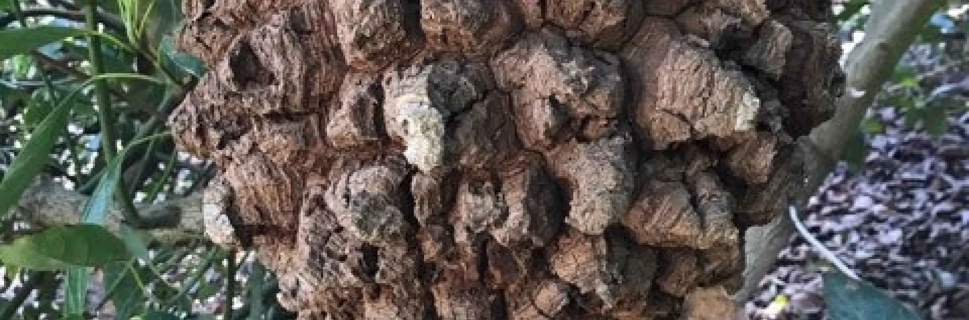 avocado woody growth on branch