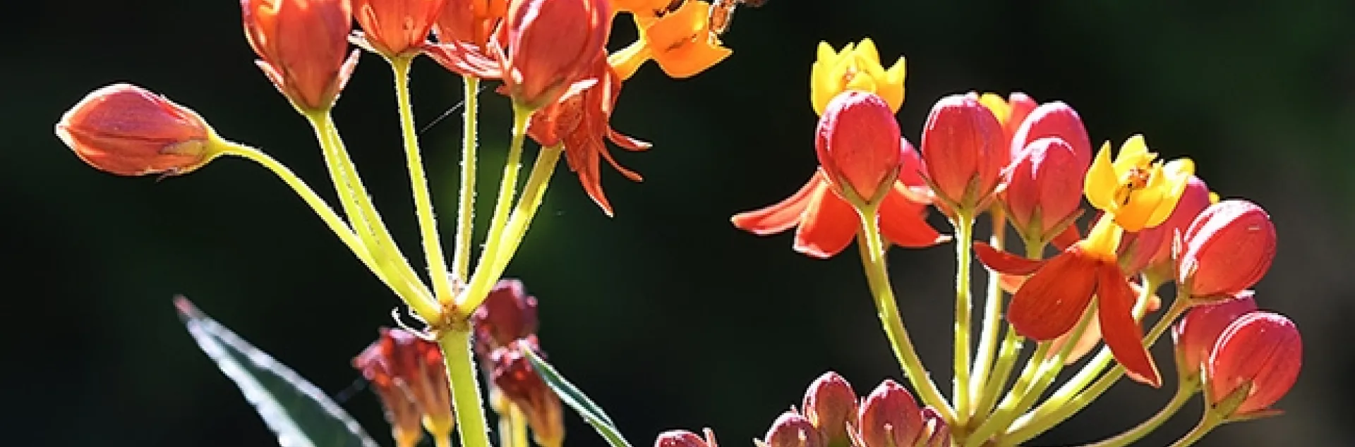 A honey bee forages on tropical milkweed, Asclepias curassavica, in a Vacaville pollinator garden on July 27. (Photo by Kathy Keatley Garvey)